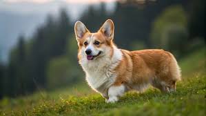 Corgi