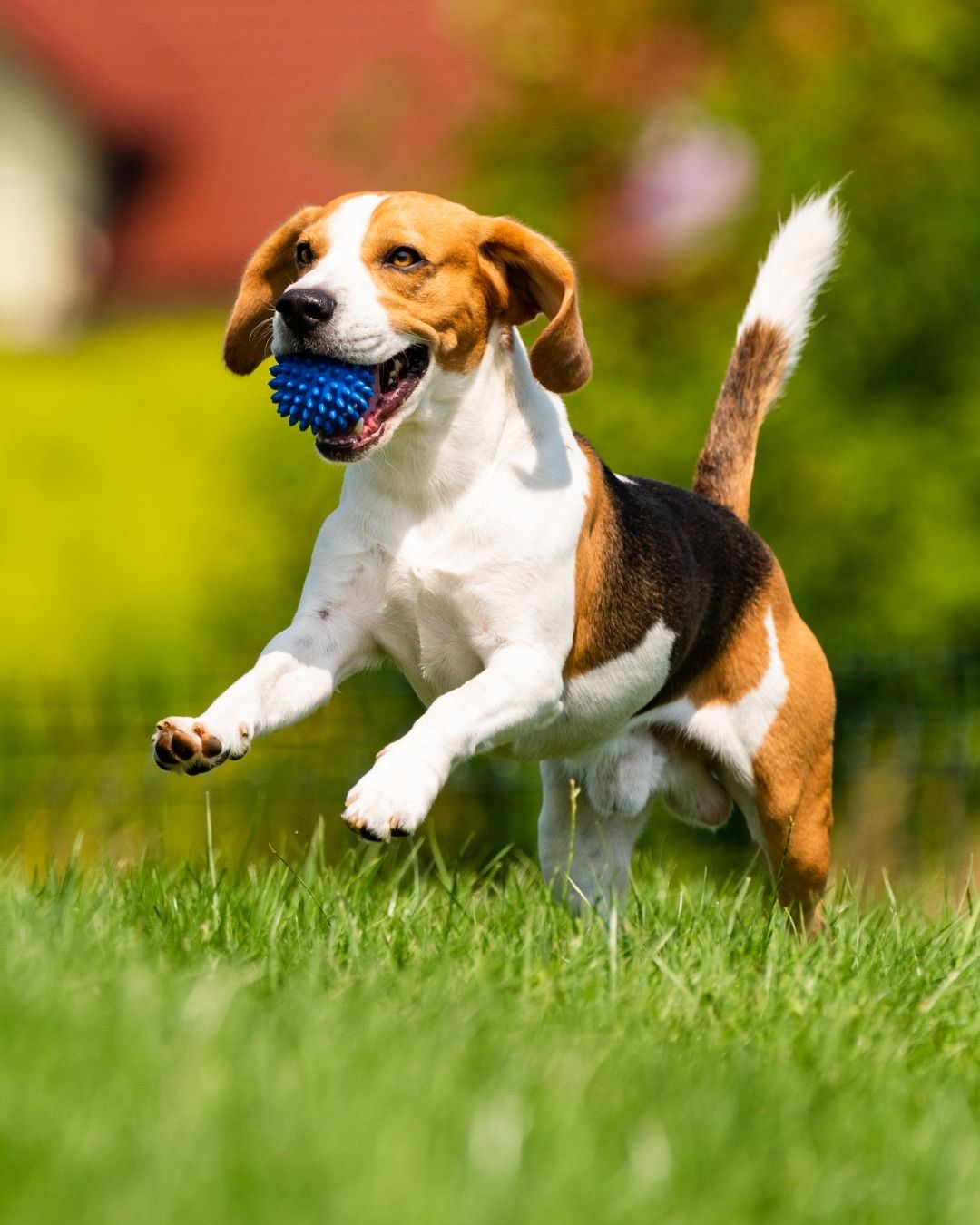 Jack Russell Terrier