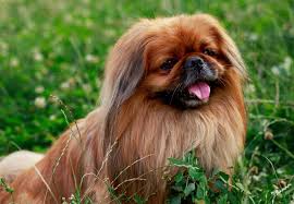 Pekingese