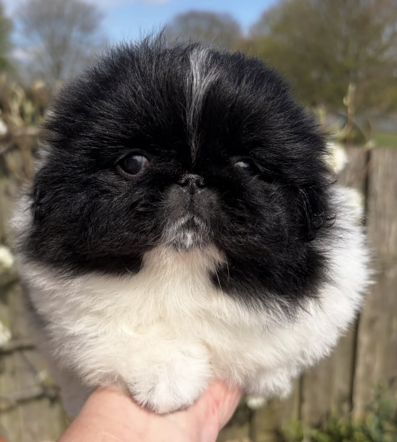 Leo