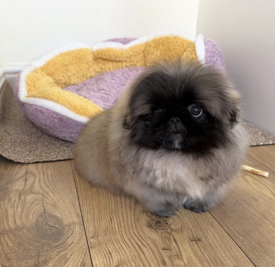 Bella